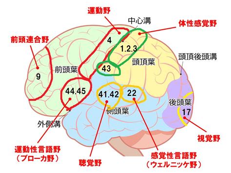 頭 位置|【脳の機能局在】各部位の働きを分かりやすく解説